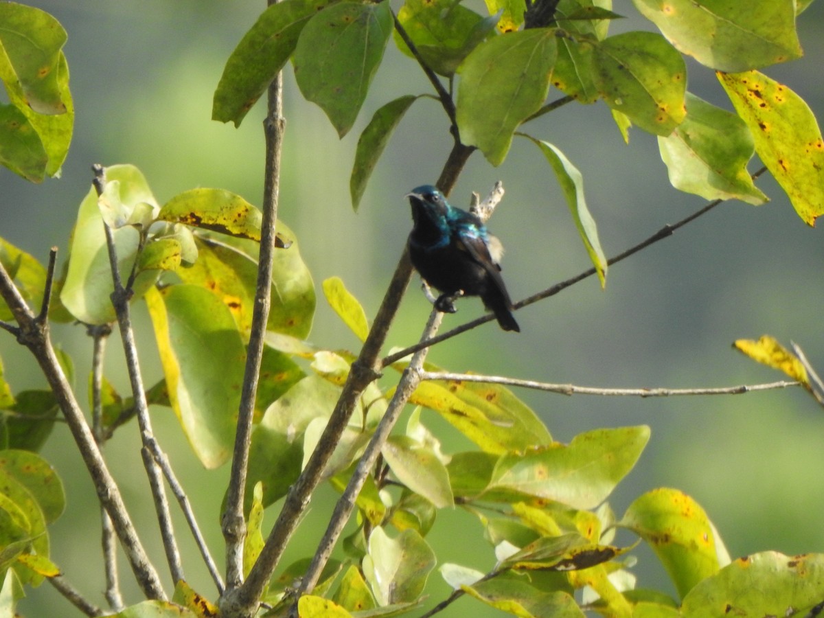 Purple Sunbird - ML514827881