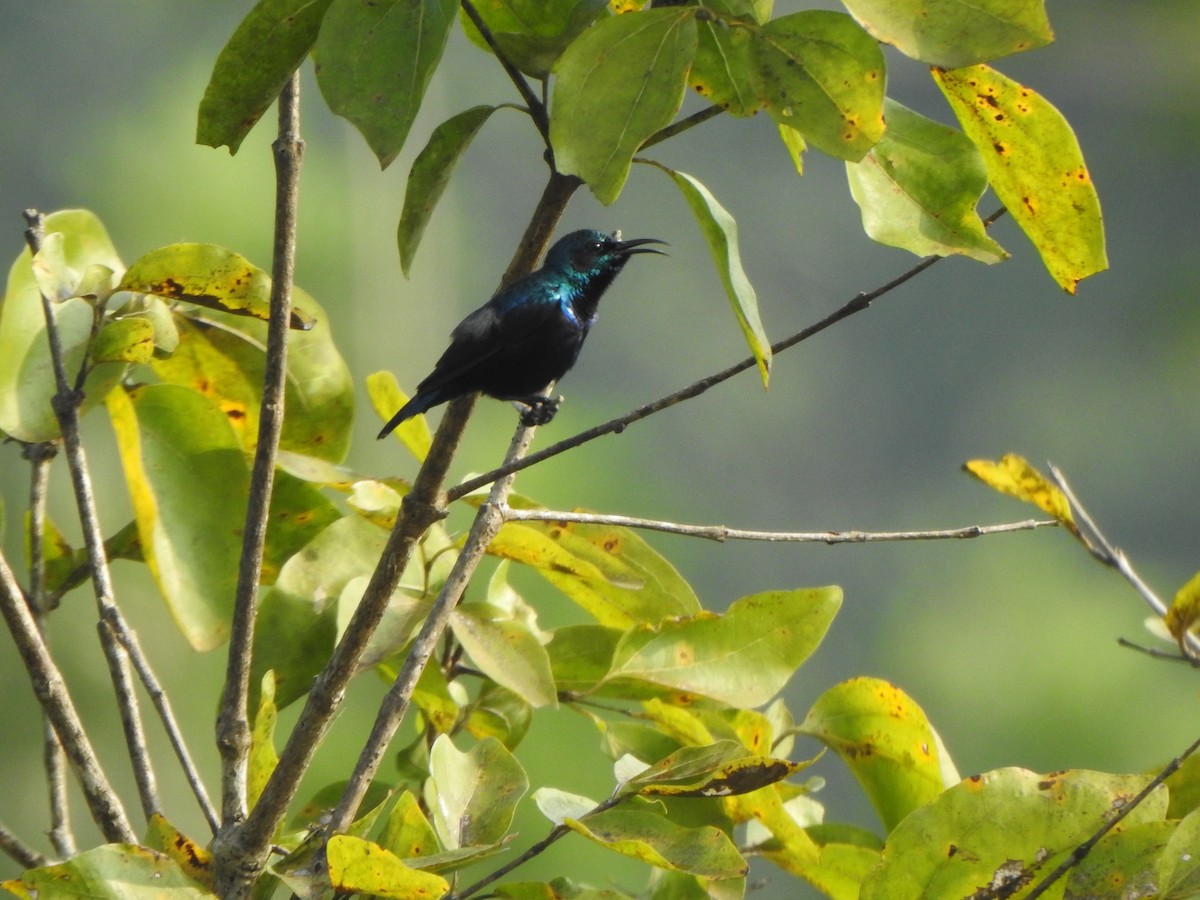 Purple Sunbird - ML514827901