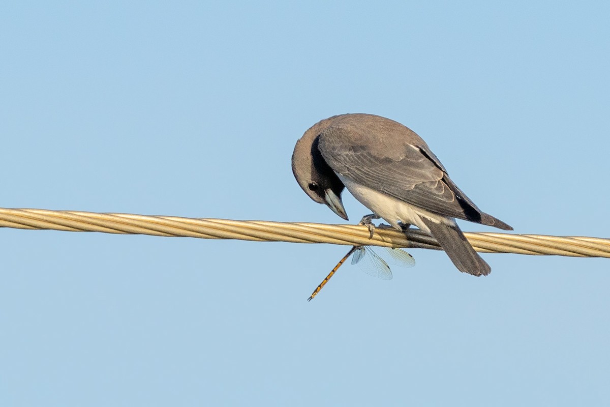 White-breasted Woodswallow - ML514828091