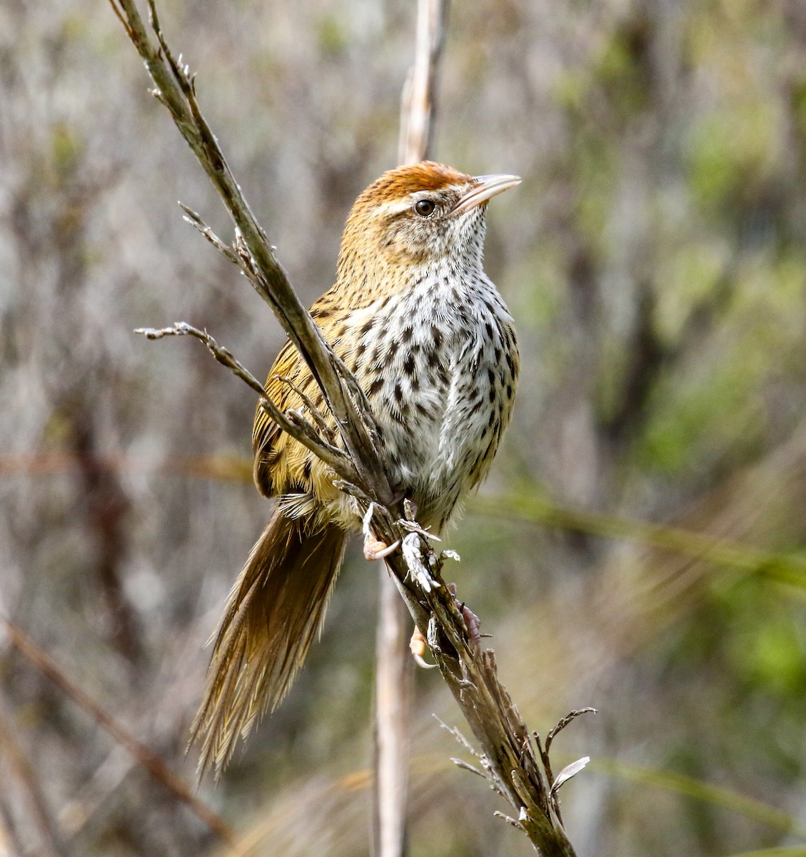 New Zealand Fernbird - ML514828121