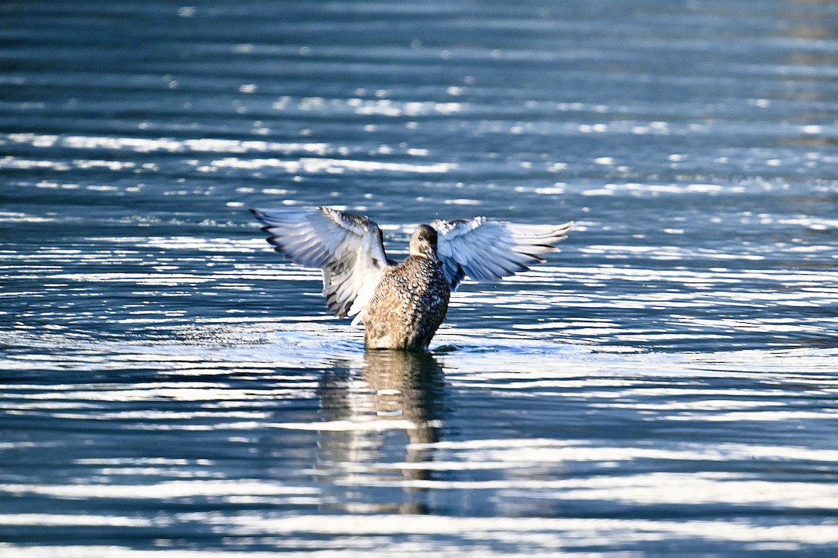 Gadwall - ML514829531