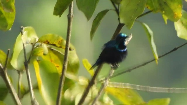 Purple Sunbird - ML514830601