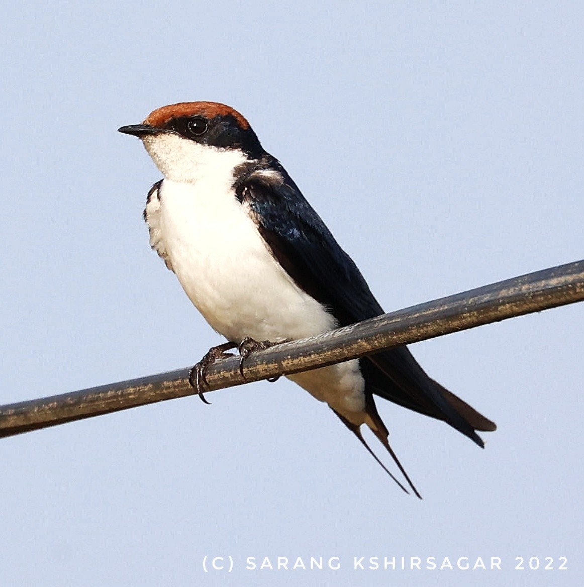 Wire-tailed Swallow - Sarang Kshirsagar