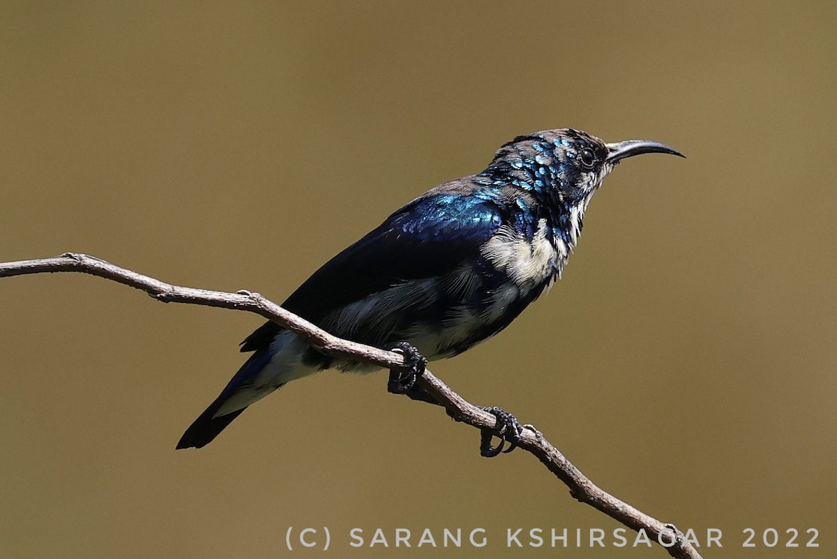 Purple Sunbird - Sarang Kshirsagar