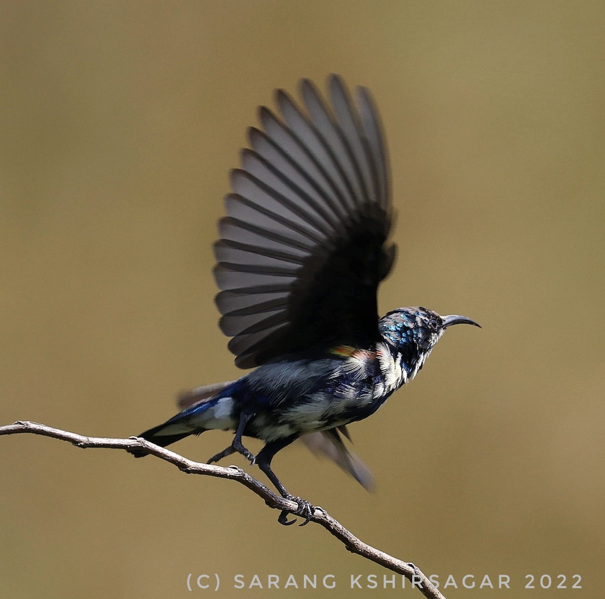 Purple Sunbird - Sarang Kshirsagar