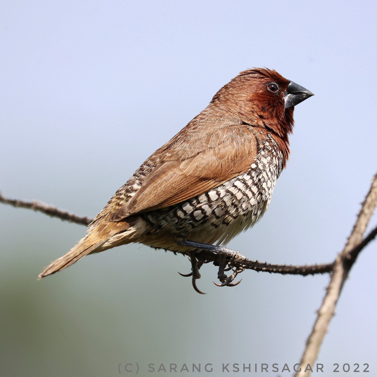 Scaly-breasted Munia - Sarang Kshirsagar