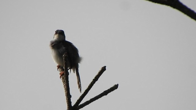 Prinia de Hodgson - ML514831391