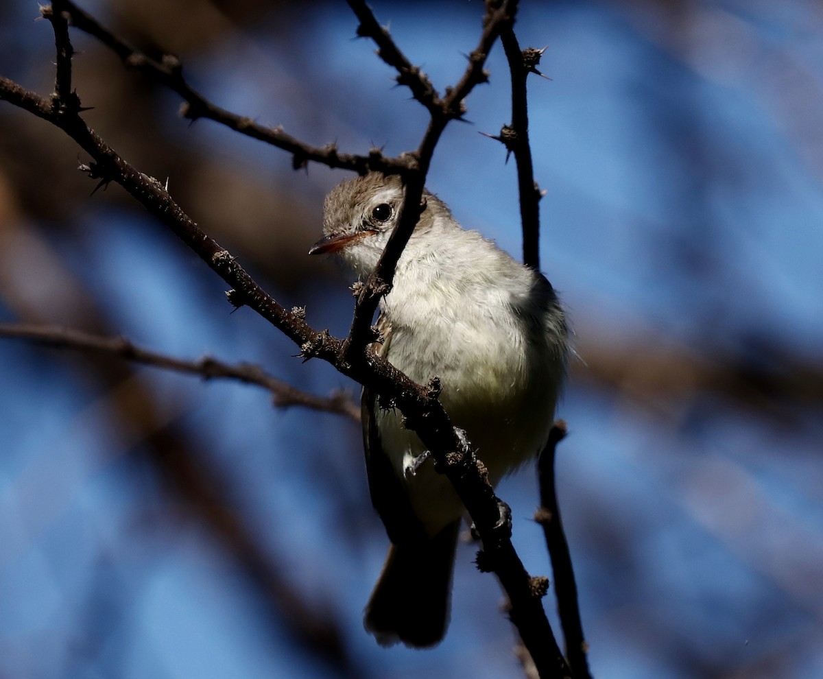 Southern Mouse-colored Tyrannulet - ML514832661