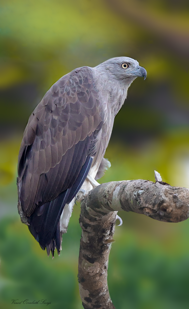 Lesser Fish-Eagle - ML514832711