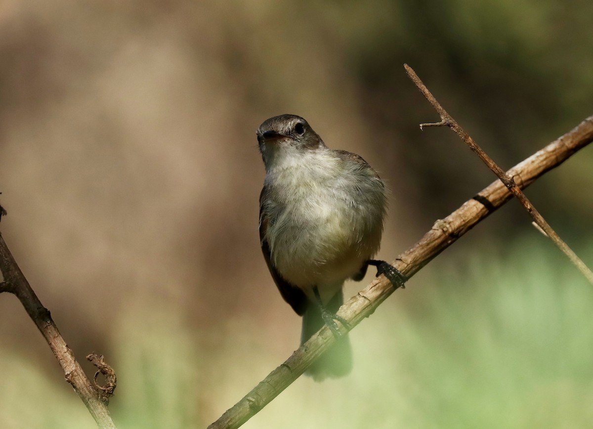 Southern Mouse-colored Tyrannulet - ML514833001