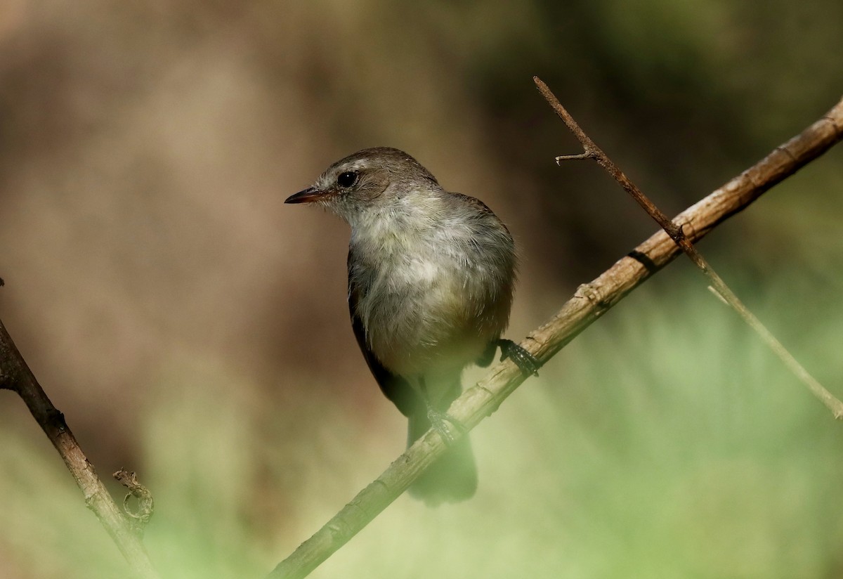 Southern Mouse-colored Tyrannulet - ML514833011