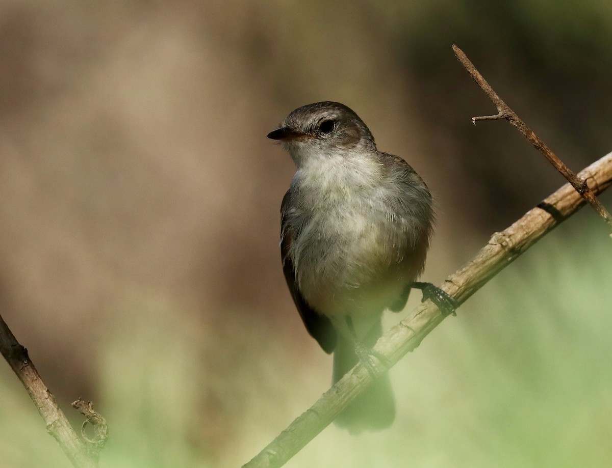 Southern Mouse-colored Tyrannulet - ML514833031