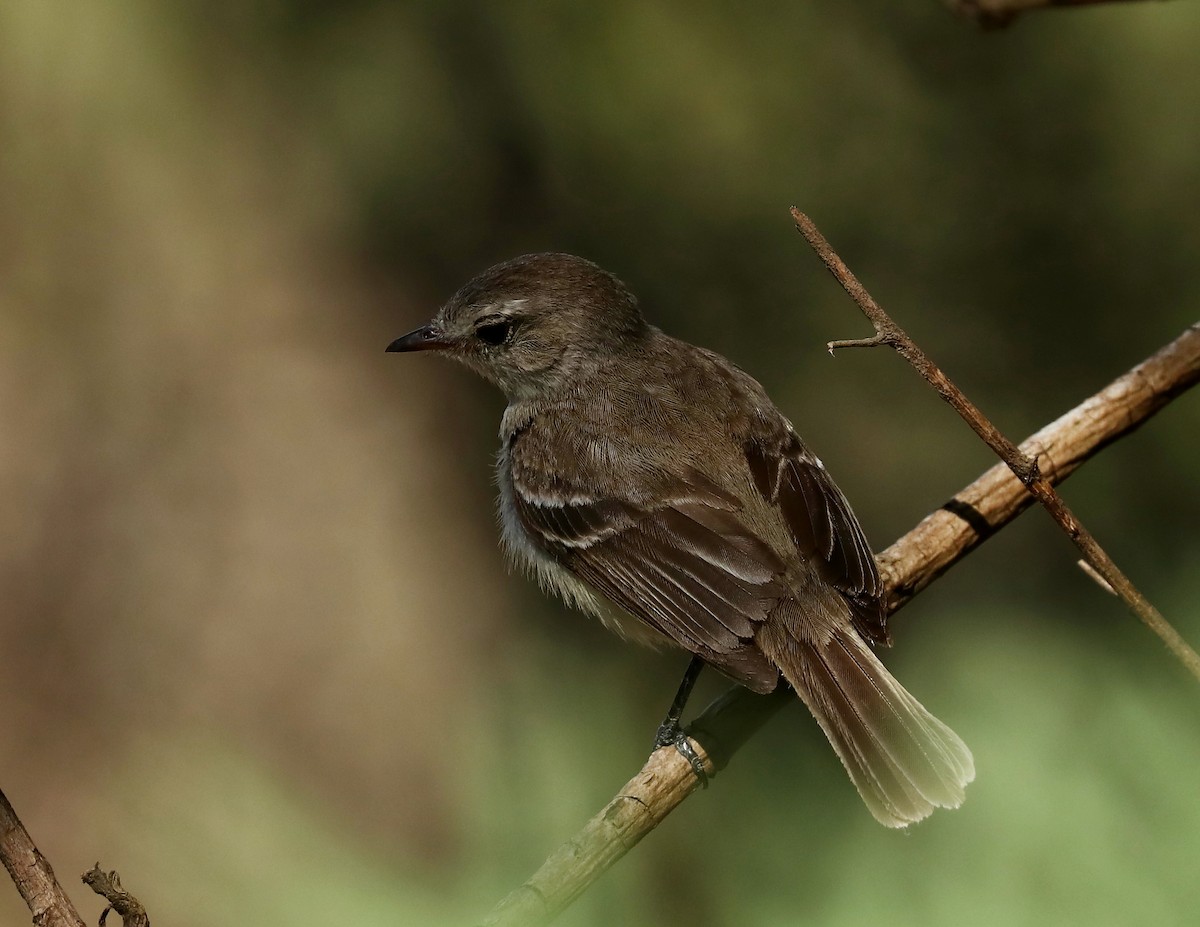 Southern Mouse-colored Tyrannulet - ML514833201