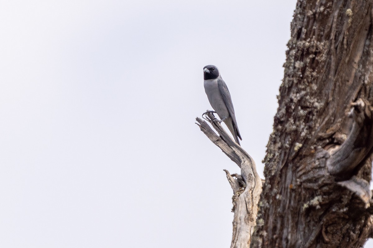 Masked Woodswallow - ML514833281