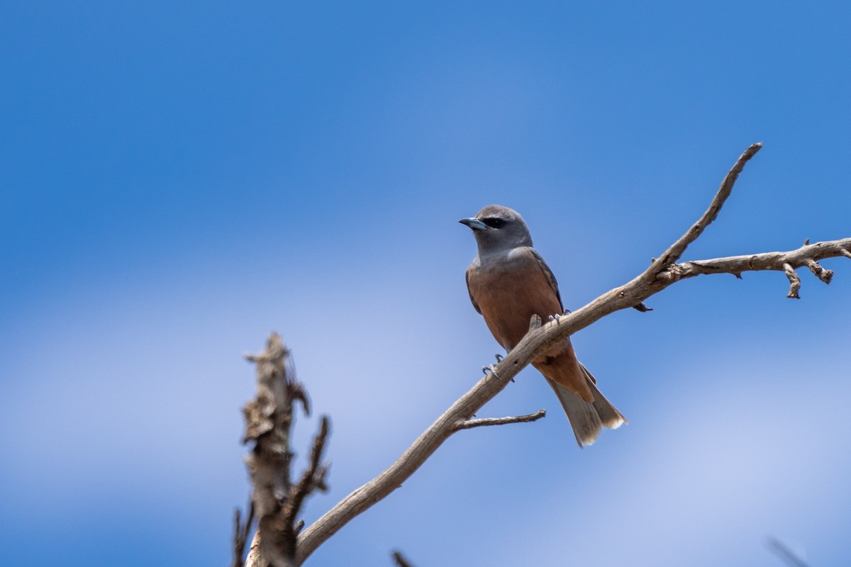 White-browed Woodswallow - ML514833401
