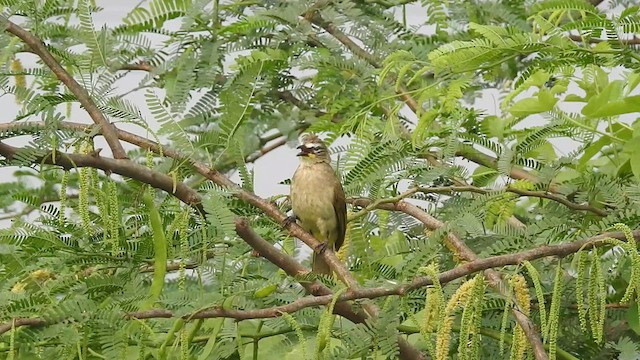 Bulbul à sourcils blancs - ML514833641