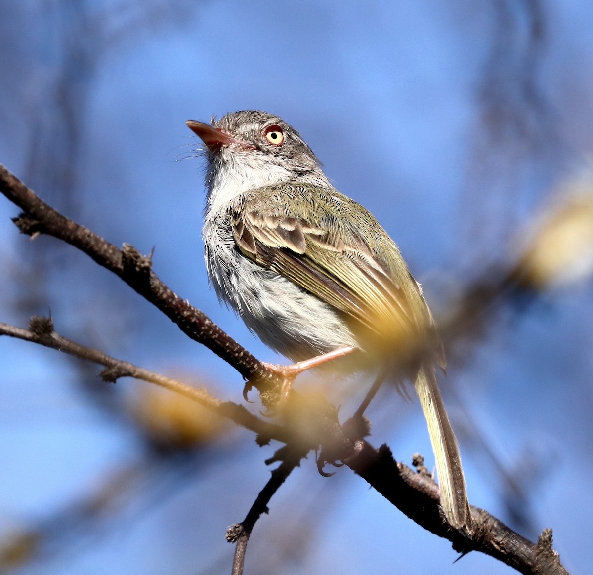 Pearly-vented Tody-Tyrant - ML514833931