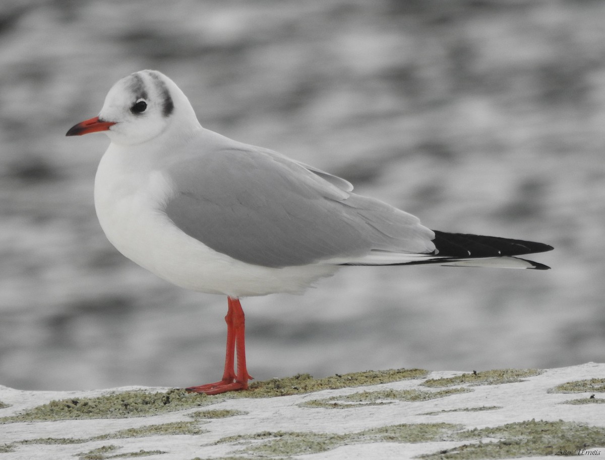 Black-headed Gull - ML514834431