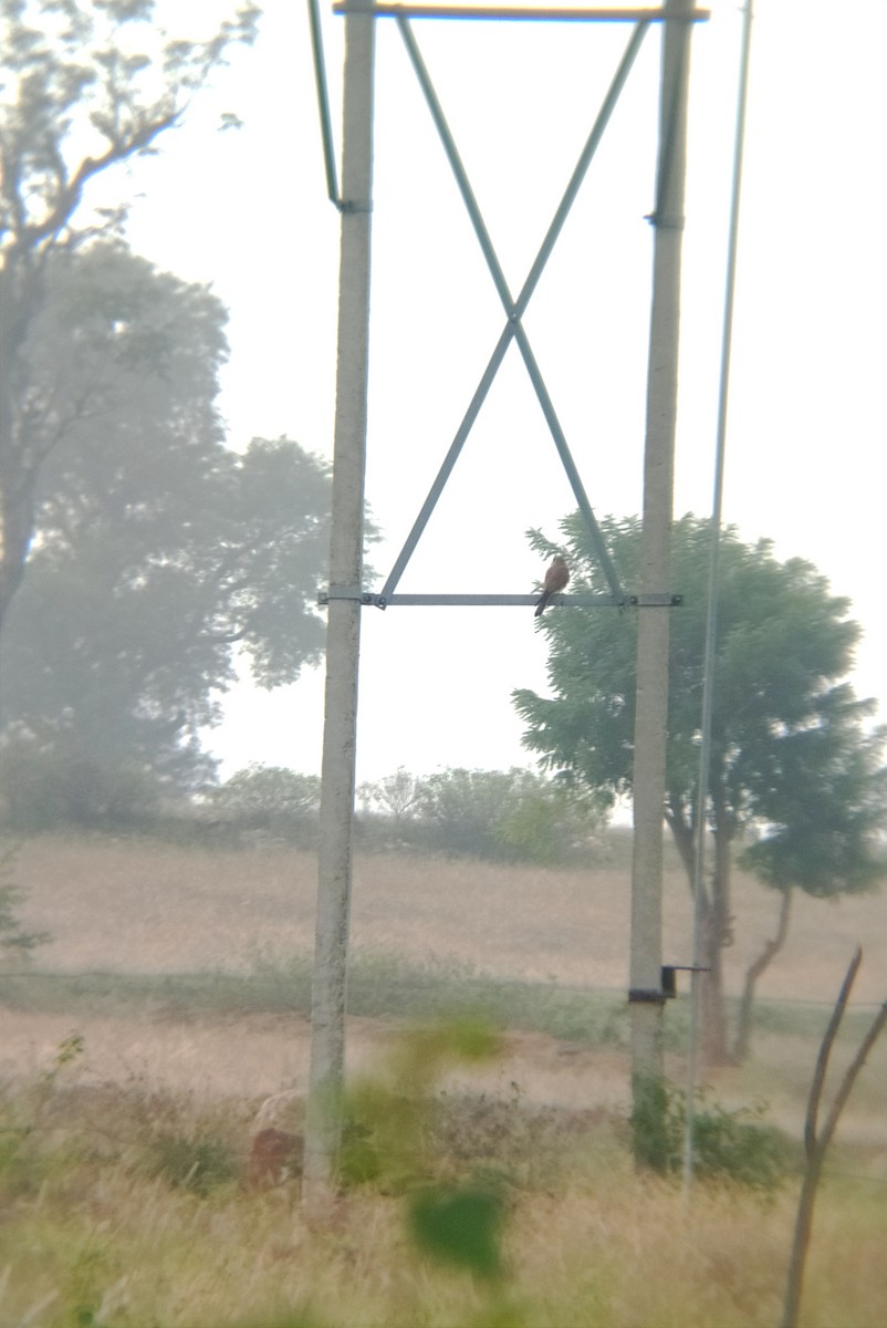 Eurasian Kestrel - ML514834861