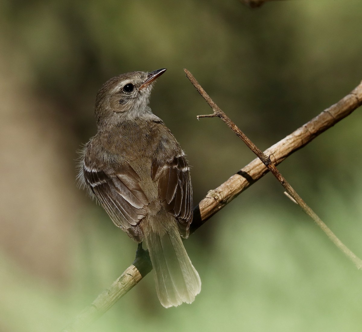 Southern Mouse-colored Tyrannulet - ML514835571