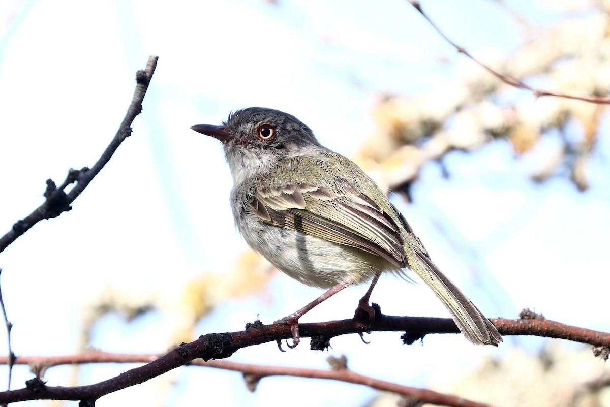 Pearly-vented Tody-Tyrant - ML514836011