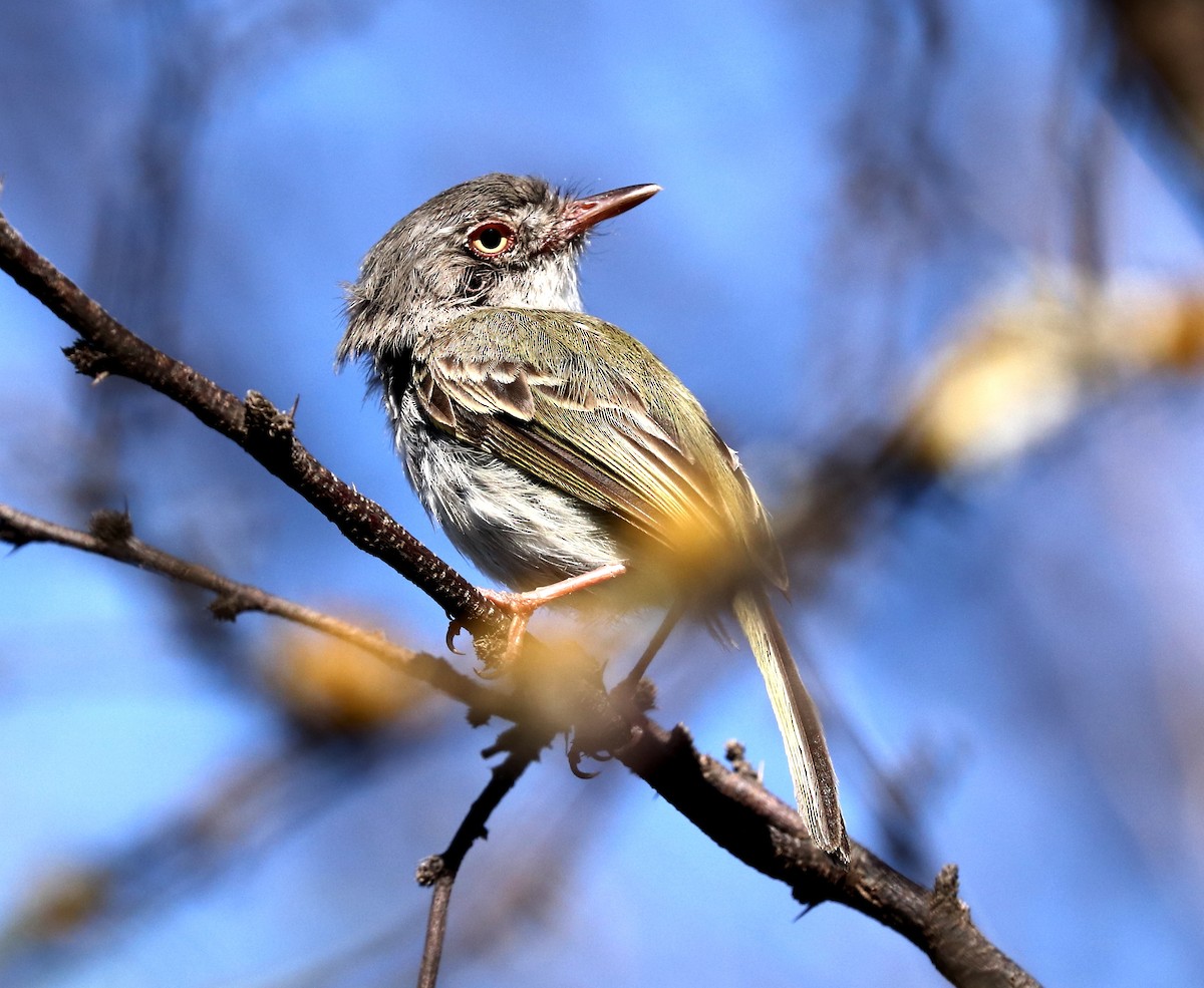 Pearly-vented Tody-Tyrant - ML514836581