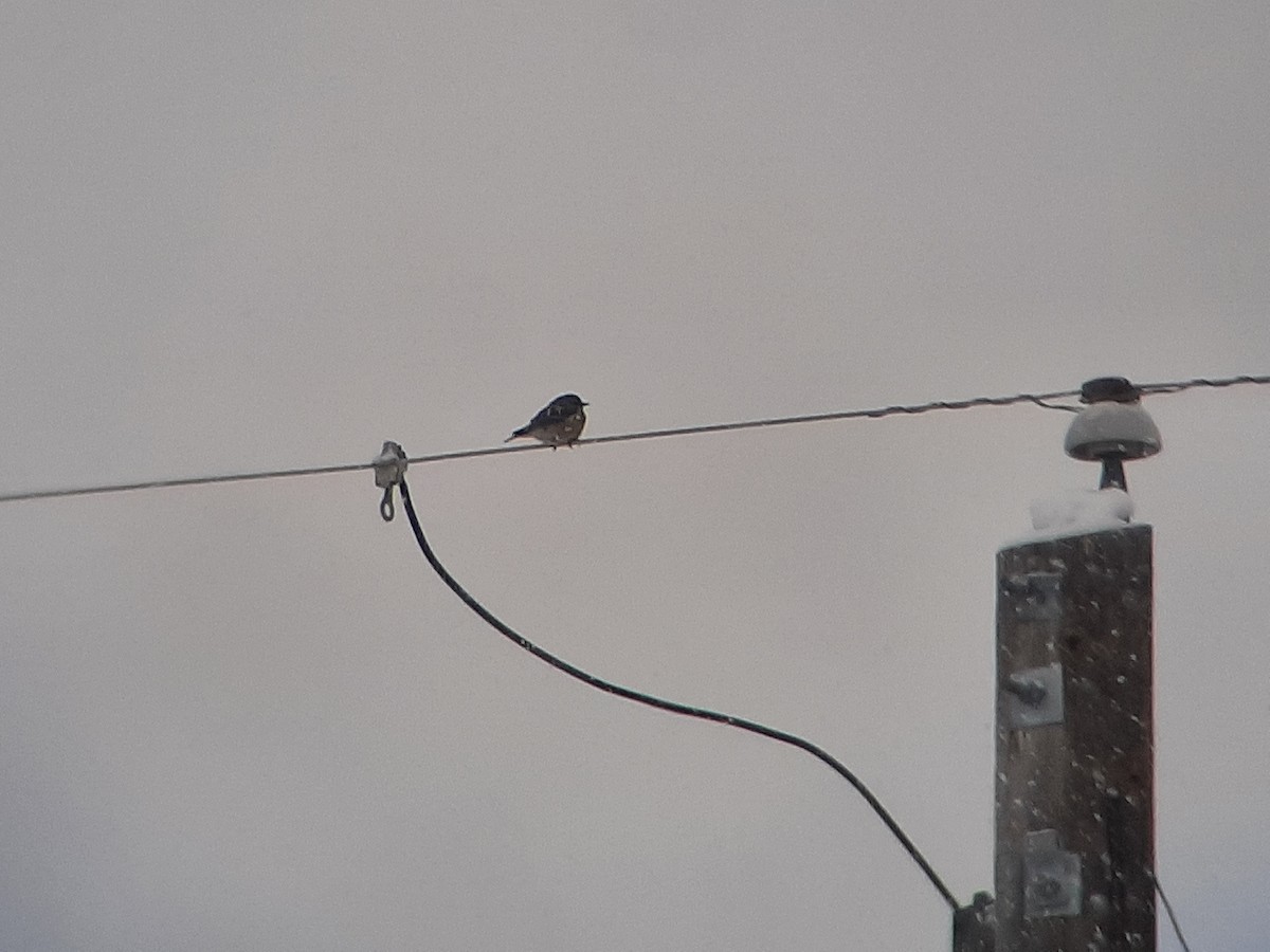 Western Bluebird - ML514838541