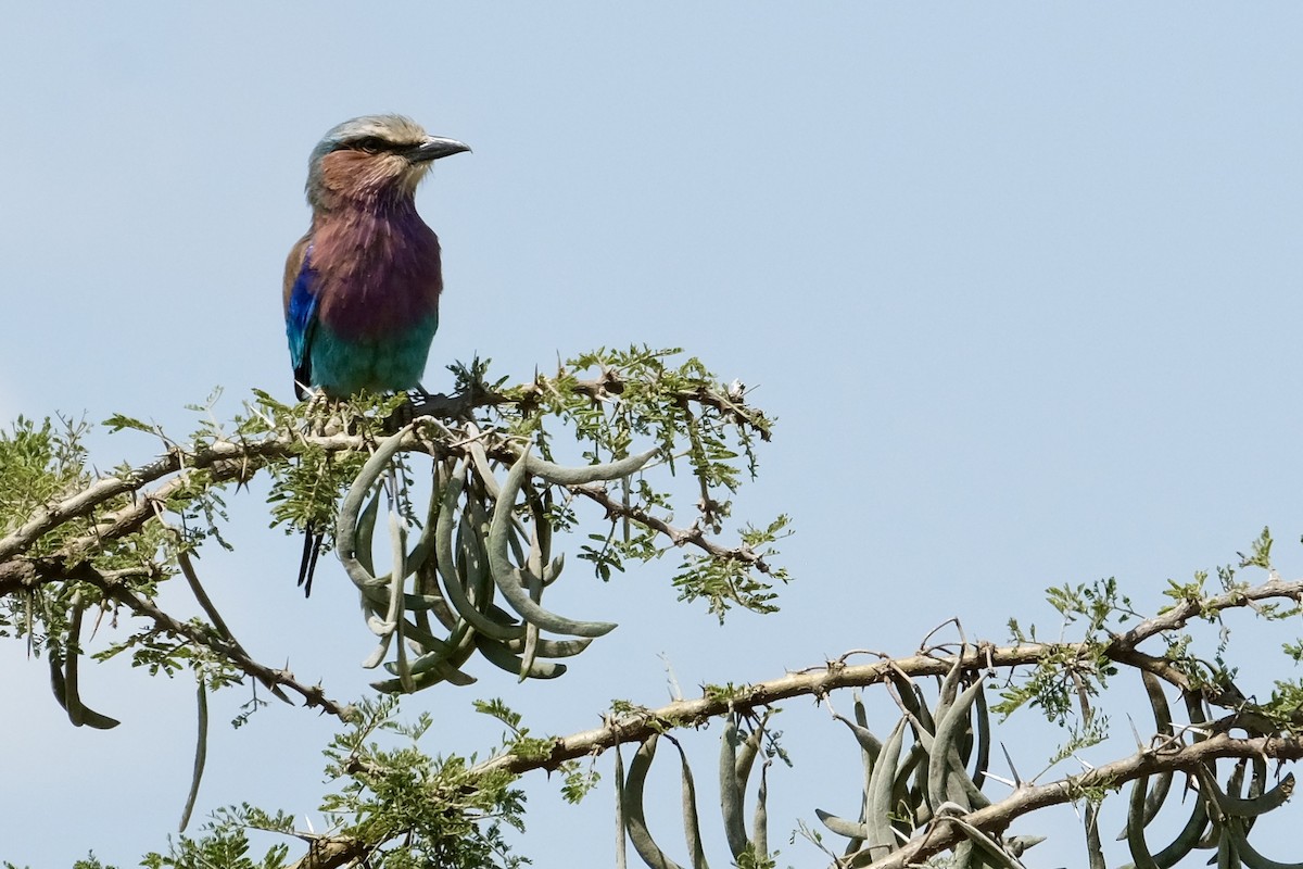 Lilac-breasted Roller - ML514838871