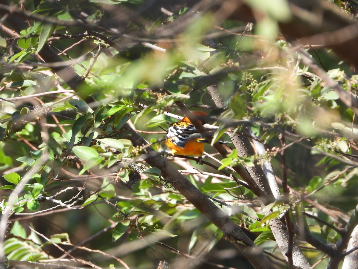 Streak-backed Oriole - ML514839031