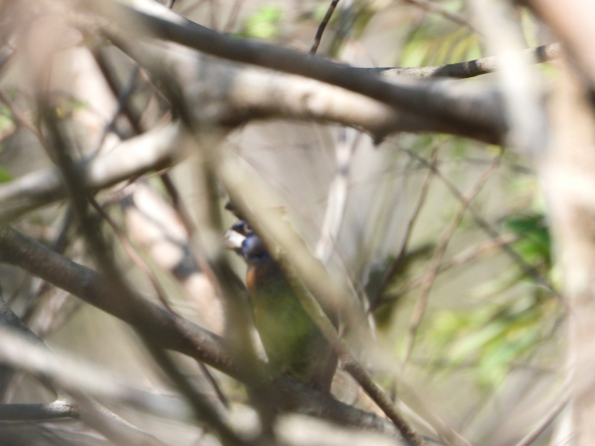 Blue Grosbeak - ML514839161