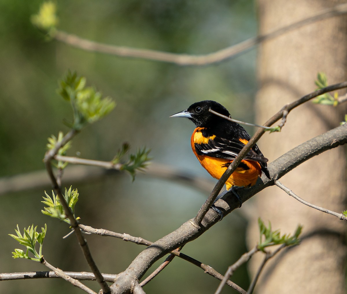 Baltimore Oriole - Art Webster