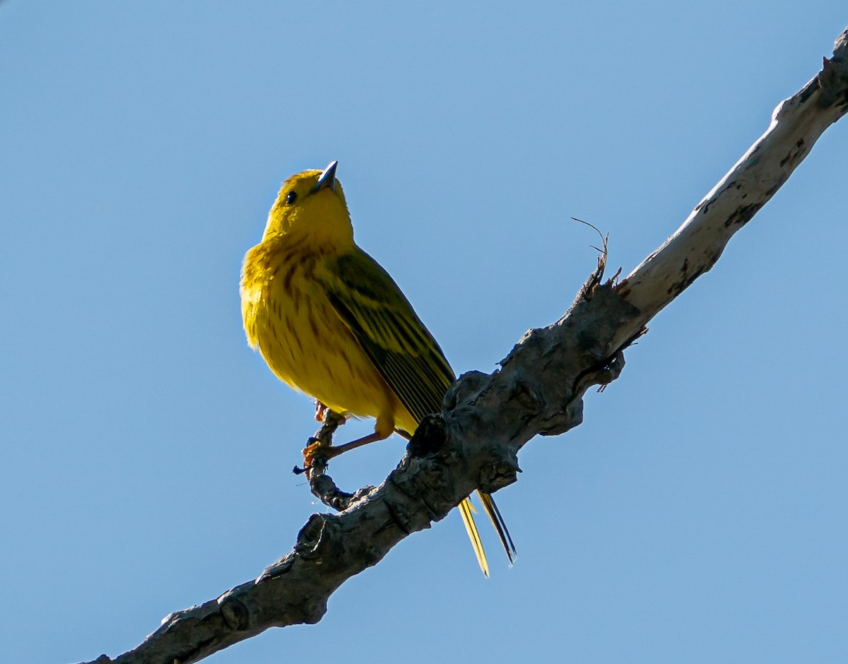 Yellow Warbler - Art Webster