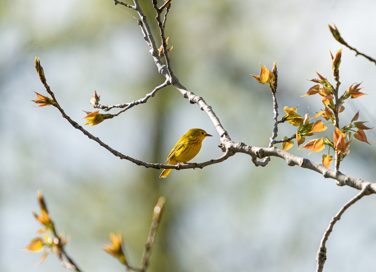 Yellow Warbler - Art Webster