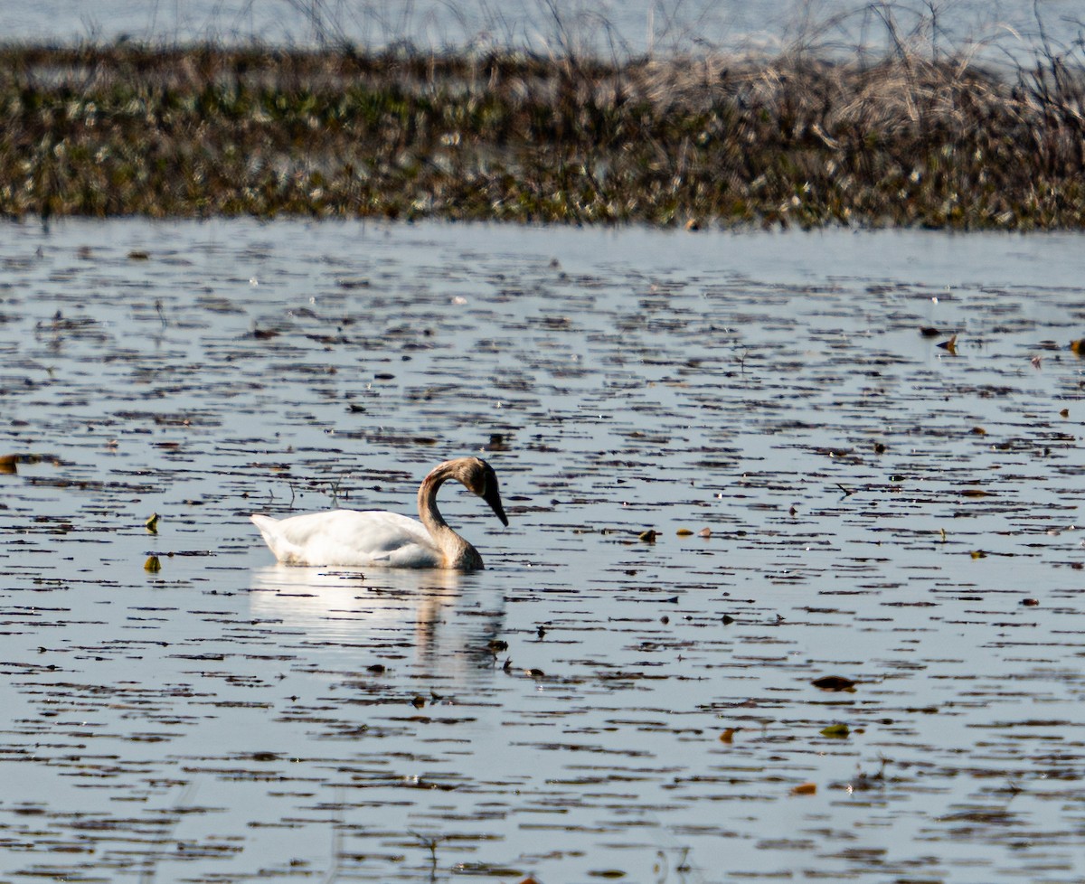 Trumpeter Swan - Art Webster