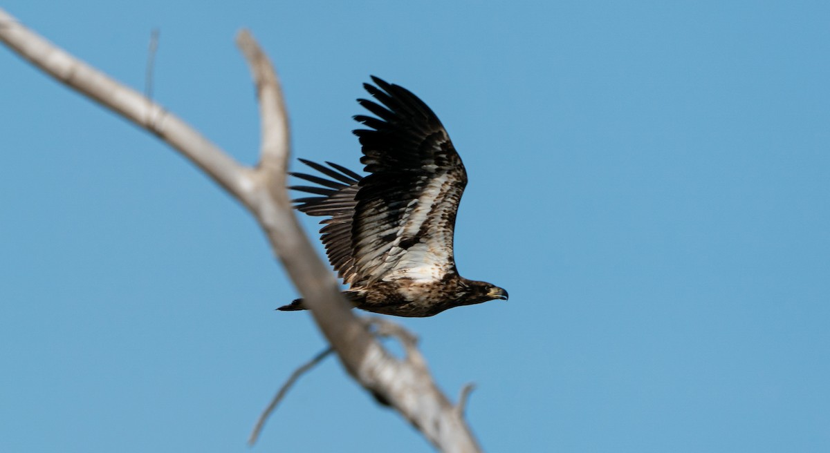 Bald Eagle - Art Webster