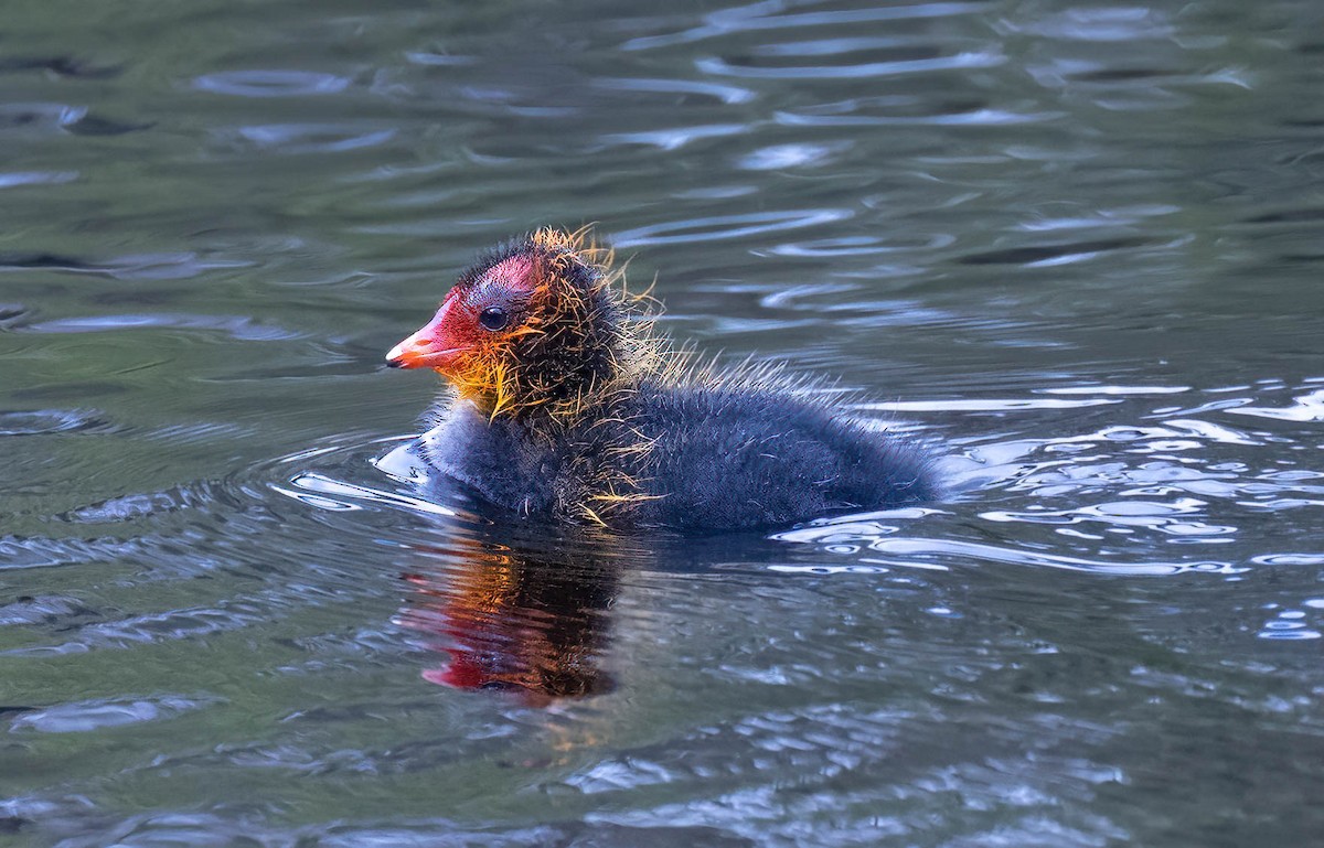 Eurasian Coot - David Lloyd