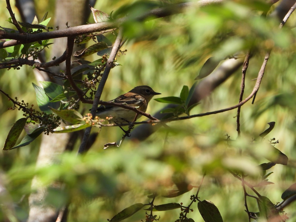 Yellow-rumped Warbler - ML514840001