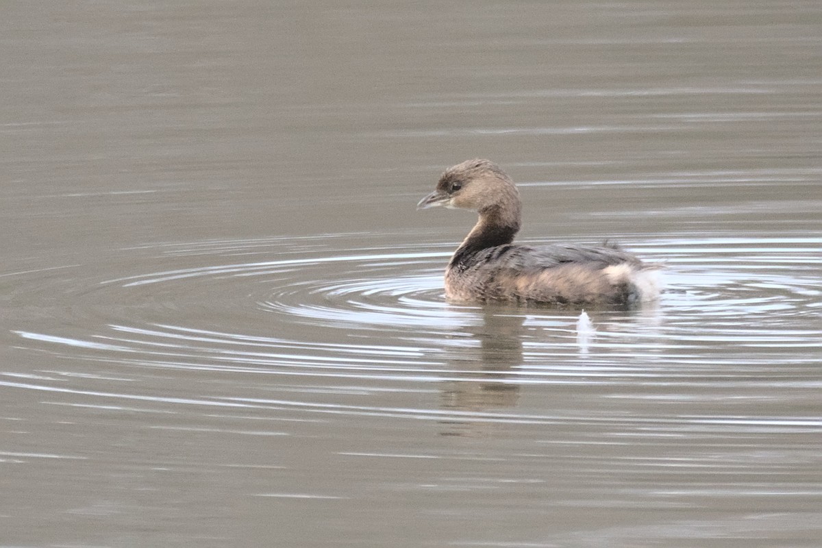 Pied-billed Grebe - ML514840751