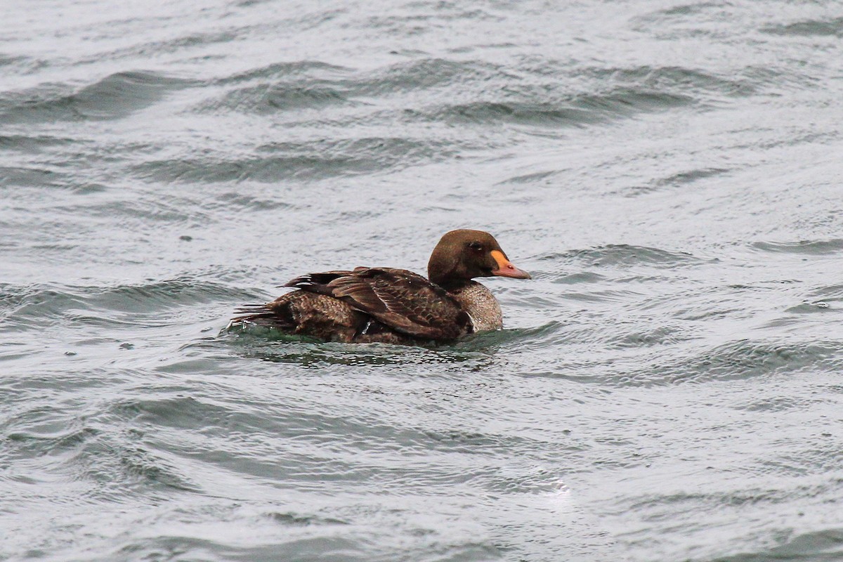 King Eider - ML514841911