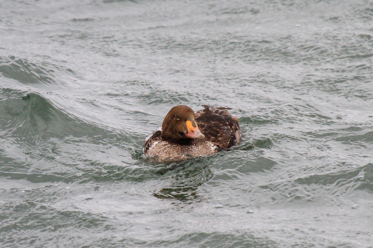 King Eider - ML514841921