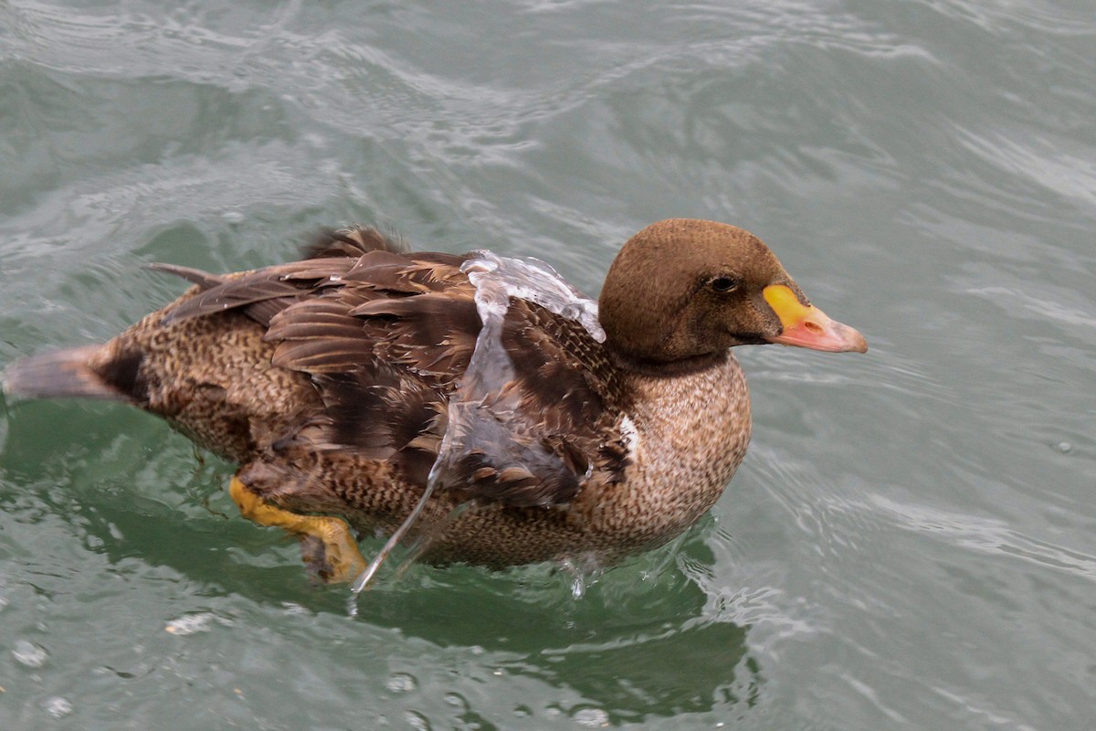 King Eider - ML514841931