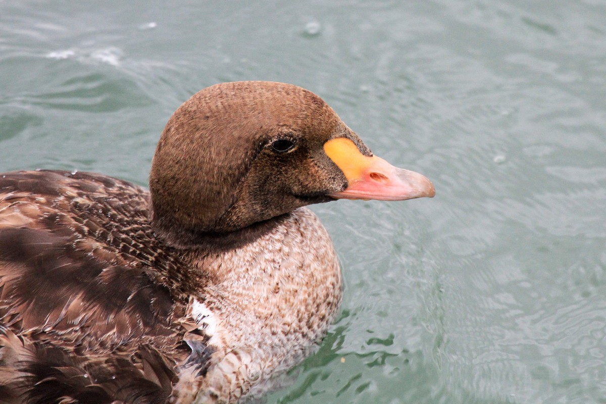 King Eider - ML514841941
