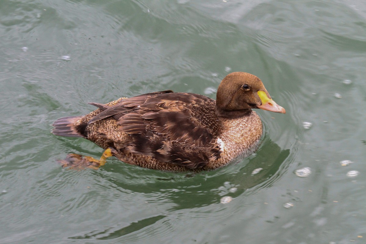 King Eider - ML514841951