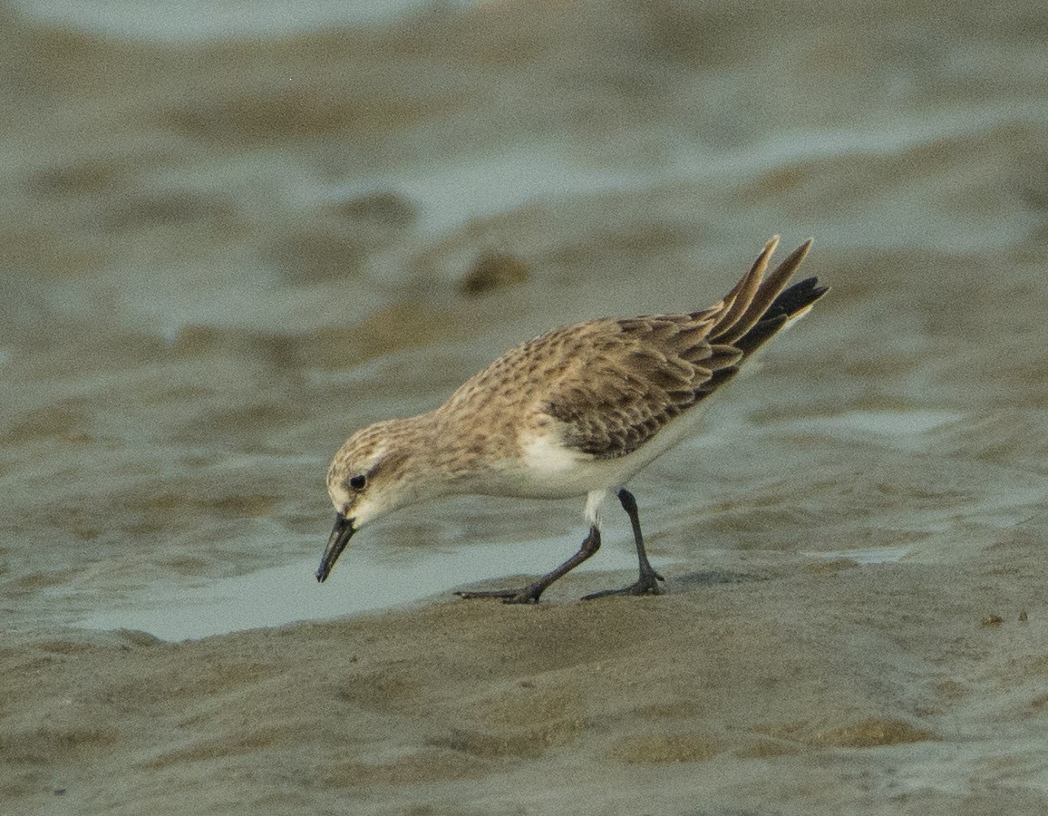 Rotkehl-Strandläufer - ML514844481