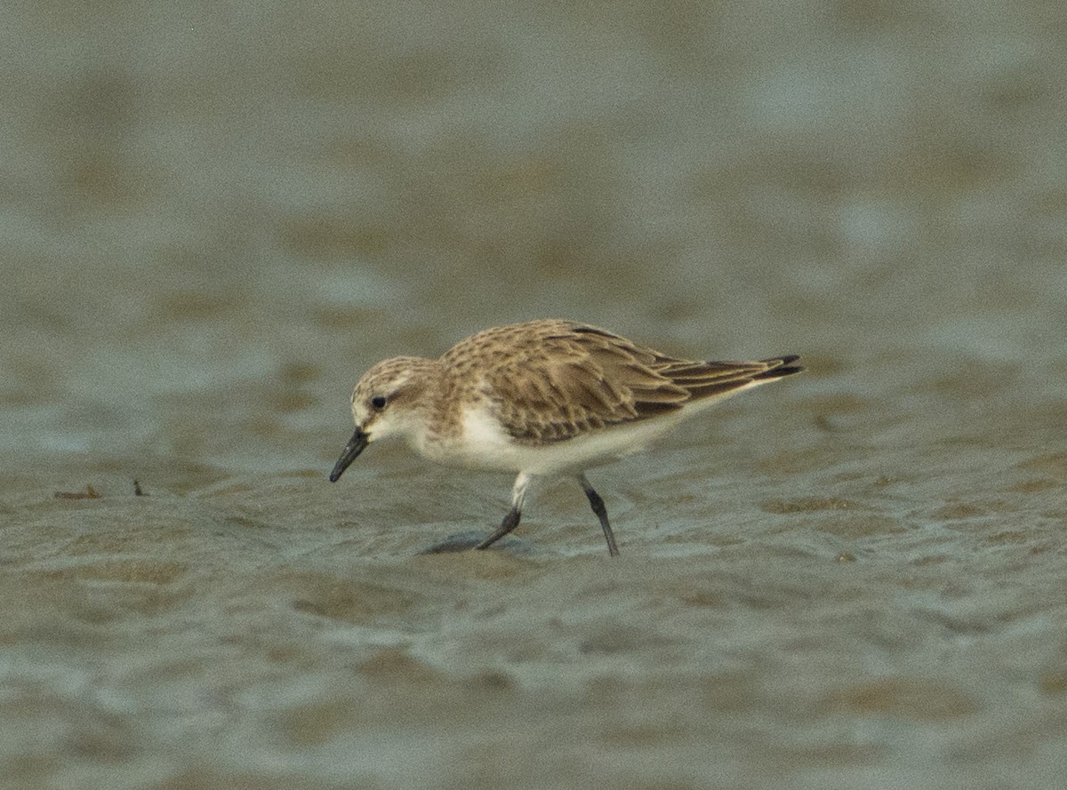 Rotkehl-Strandläufer - ML514844511