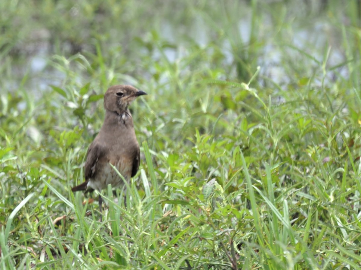 Oriental Pratincole - ML514844521