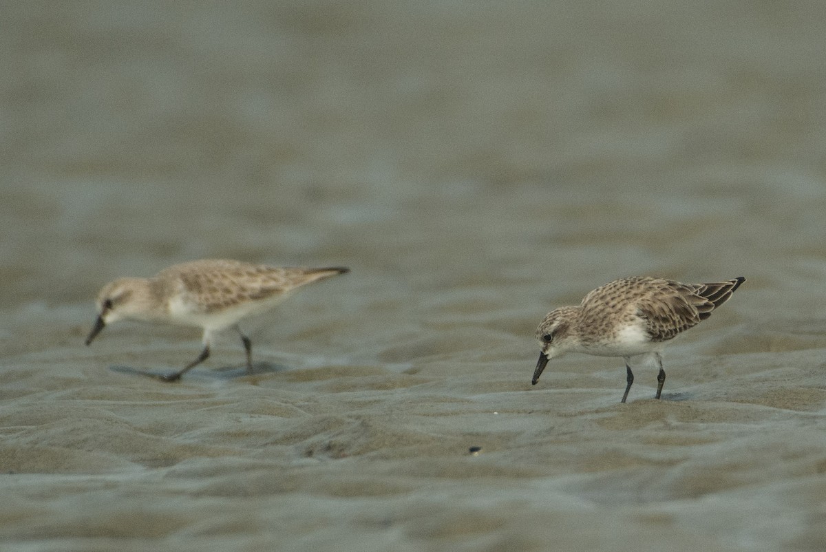 Rotkehl-Strandläufer - ML514844531