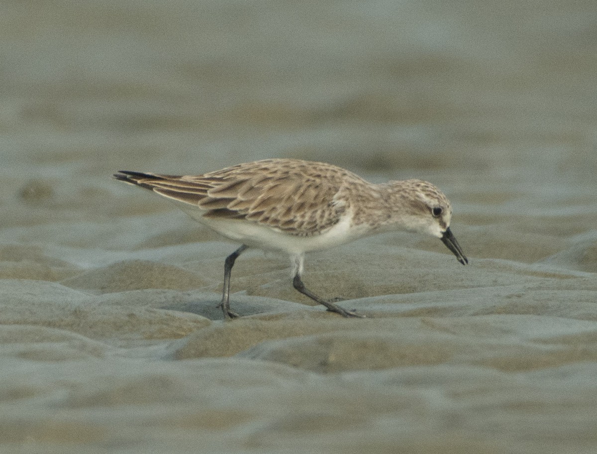 Rotkehl-Strandläufer - ML514844551