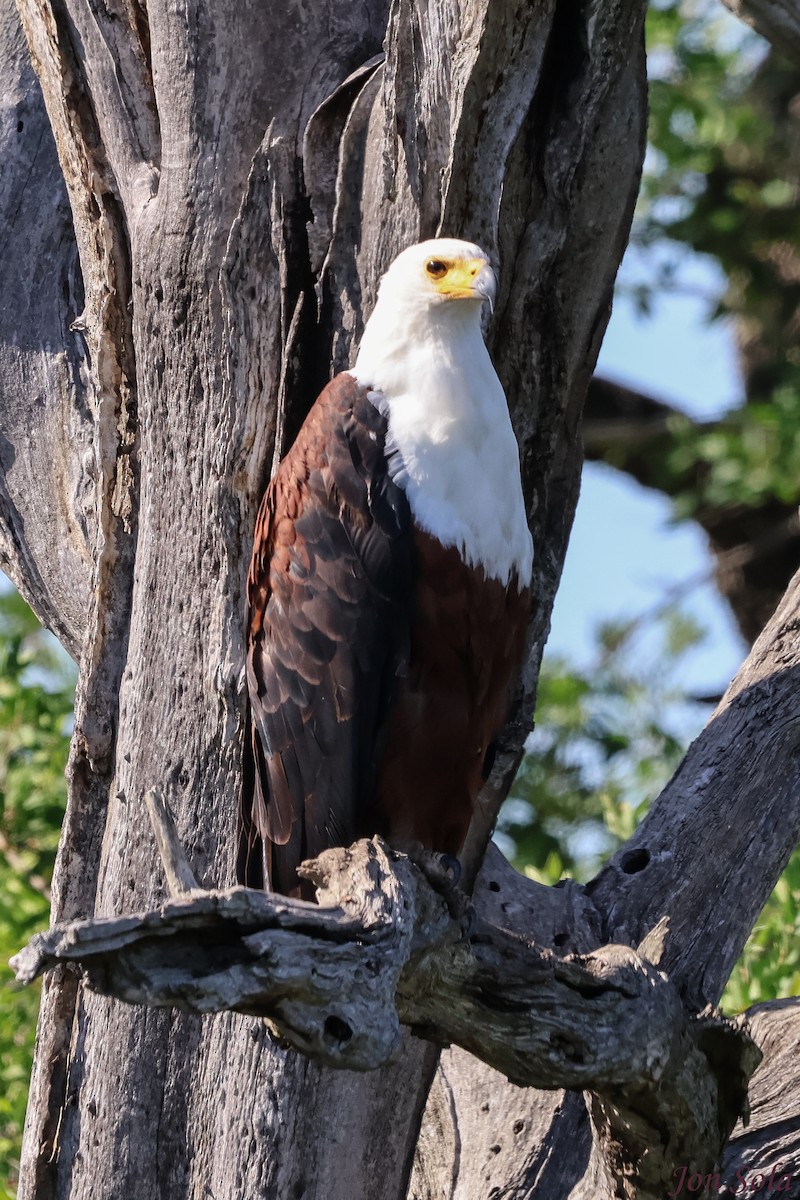 African Fish-Eagle - ML514844971