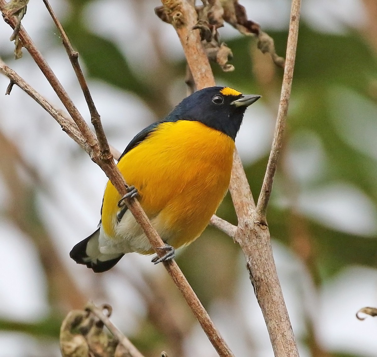 White-vented Euphonia - ML514845231